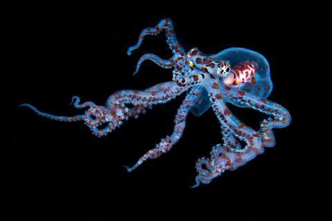 Een jonge wonderpusoctopus zwemt door de donkere wateren van Raja Ampat Indonesi in dit vroege stadium van hun ontwikkeling zo verklaart Your Shotfotograaf Simon Lorenz zijn de meeste soorten octopus transparant en pelagisch en drijven ze rond totdat ze groot genoeg zijn om zich op het rif te nestelen