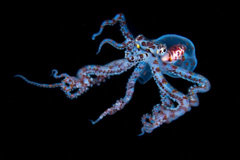Een jonge wonderpusoctopus zwemt door de donkere wateren van Raja Ampat Indonesi in dit vroege stadium van hun ontwikkeling zo verklaart Your Shotfotograaf Simon Lorenz zijn de meeste soorten octopus transparant en pelagisch en drijven ze rond totdat ze groot genoeg zijn om zich op het rif te nestelen