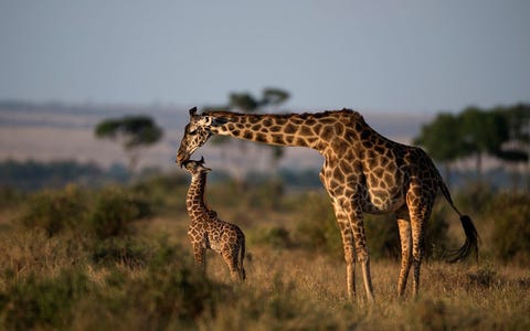 Een moedergiraf deelt een teder moment met haar kalf in de Rift Valley in Kenia Het licht dat schijnt op moeder en kind is zo mooi  wie kan die prachtige patronen en de vorm van giraffen weerstaan reageerde Your Shotfotograaf Patricia Przybylinski