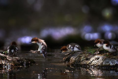 Babyeendjes verlaten voor het eerst het nest in Hokkaido Japan Bij de vijver zullen ze smullen van kleine visjes en ongewervelde diertjes