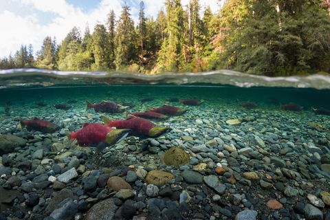 Rode sockeye zalmen migreren naar hun eigen rivier in Vancouver Island British Columbia Hun migratiereizen kunnen wel meer dan 1500 kilometer lang zijn