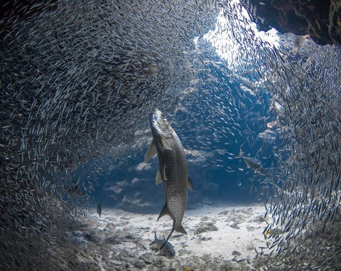 Op de Kaaimaneilanden doorbreekt een tarpon een school vissen en eet hij er met elke hap een paar op Tarpons kunnen tot 25 meter lang worden en meer dan 100 kilo wegen