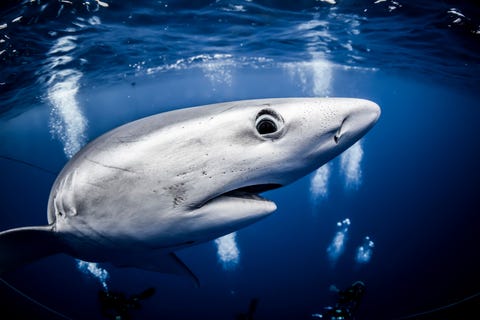Your Shotfotograaf Magnus Lundborg heeft dit moment vastgelegd met een nieuwsgierige grote blauwe haai tijdens het vrijduiken voor de kust van Pico de Azoren Portugal