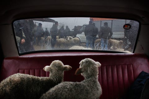 In Marneuli Georgi kijken lammeren op de achterbank van een auto naar andere dieren en mensen die zich verzamelen voor de markt