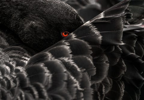 Een zwarte zwaan verschuilt zich achter zn veren Het rode oog tussen al het zwart en grijs maakt de foto intens reageerde Your Shot associate photo editor Kristen McNicholas Geweldig gebruik van eenvoud en contrast in n shot
