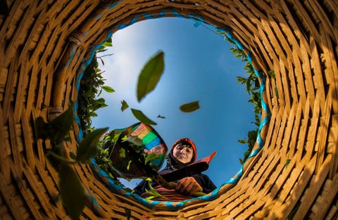Een arbeider oogst theebladeren in de Zwarte Zee regio in Turkije Turkije is een van de grootste producenten van thee ter wereld waarvan het grootste deel in het land zelf wordt geconsumeerd
