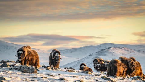 De muskusossen stralen bij zonsondergang in het nationale park Dovrefjell Noorwegen Dankzij de speciale hoeven van de dieren kunnen ze door rotsen en sneeuw klimmen