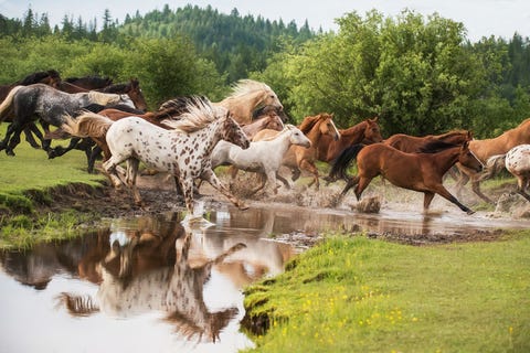 Recentelijk bezocht ik een ranch in het noorden van Idaho waar ik er getuige van mocht zijn dat de paarden werden teruggedreven uit de weide in het vroege ochtendlicht zegt Your Shotfotograaf Ginny Worthington De reflectie van de kudde wanneer ze de rivier oversteken wordt herhaald in de vorm van de bergen erboven Dit beeld laat de schoonheid en het hart van paarden zien op een manier die woorden niet kunnen omschrijven