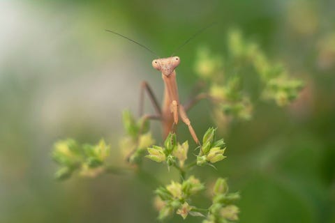 Your Shotfotograaf R M Flix legt een bidsprinkhaan vast die een plant aan het verkennen is Altijd een verrassing om een klein wezentje te ontdekken dat zich te midden van het groen beweegt merkte hij op