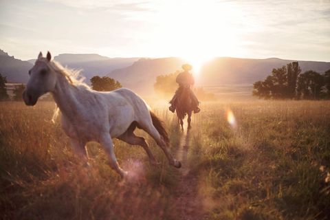 De opkomende zon schijnt over een ranch in Shell Wyoming terwijl een cowboy een van de laatste achterblijvers uit een kudde van meer dan 100 paarden opjaagt tijdens zijn ochtendronde
