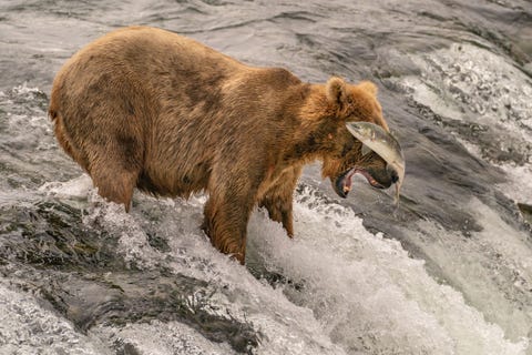 Een bruine beer mist net zijn vangst bij Brooks Falls in Alaska Als het goed gaat kan een beer 30 vissen per dag vangen en eten