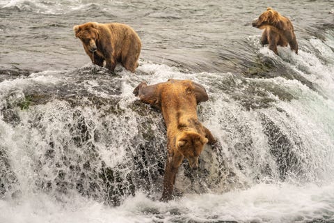 Popelend agressief en in de hoop de springende zalm vanuit een betere hoek te vangen reikte deze beer iets te ver en verloor de grond onder zijn voeten zegt Your Shotfotograaf Taylor Albright die dit moment vastlegde in Brooks Falls Alaska Hij plonsde ongedeerd in de plas eronder en klom uiteindelijk terug naar zijn plek om te wachten op de volgende kans op zalm