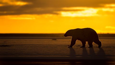 Het poolgebied had een aantal spectaculaire zonsopkomsten en het vastleggen van een ijsbeer in deze positie was een speciaal moment schrijven Your Shotfotografen David en Shiela Glatz Dit grote vrouwtje wachtte op het bevriezen van de zee zodat ze op jacht kon gaan naar voedsel