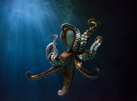Een betoverende octopus zwemt door stralen van licht onder water Het detail en de ongelooflijke scherpte die je wist te vangen op de tentakels van de octopus is zo fascinerend reageerde Your Shotfotograaf Kimberly Coates