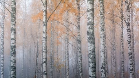 De mist fluit tussen de berkenbomen in Joensuu Finland  een passende scne voor de stad waar het European Forest Institute huist