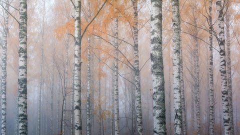 De mist fluit tussen de berkenbomen in Joensuu Finland een passende scne voor de stad waar het European Forest Institute huist