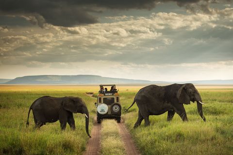 Een safarigroep passeert enkele olifanten in het Serengeti National Park in Tanzania Ongeveer 80 van de olifanten van het land wonen in het park  maar de populatie wordt voortdurend bedreigd door stropers die op zoek zijn naar ivoor