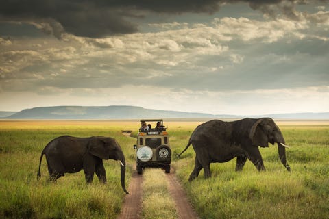 Een safarigroep passeert enkele olifanten in het Serengeti National Park in Tanzania Ongeveer 80 van de olifanten van het land wonen in het park maar de populatie wordt voortdurend bedreigd door stropers die op zoek zijn naar ivoor