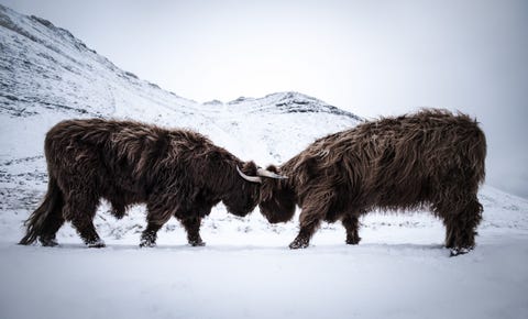 Op de Faerer in Schotland gooien twee koeien van het Hoogland hun hoorns in de strijd om te bepalen wie dominant is De winterharde koeien gefokt om de koude winters te weerstaan worden voornamelijk geteeld voor hun vlees
