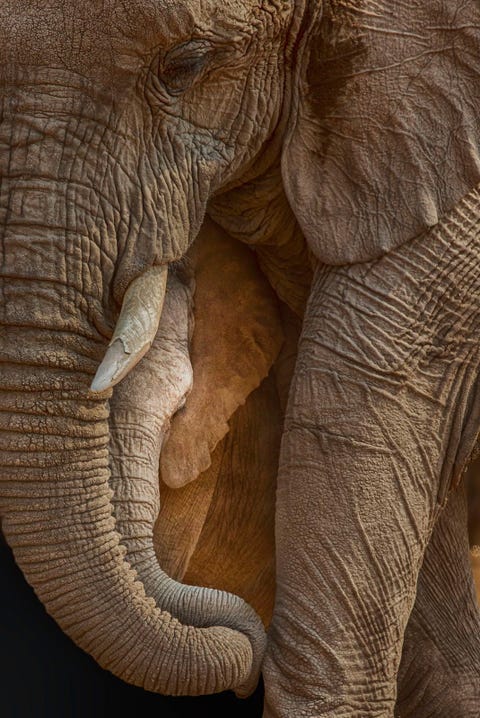 Een moederolifant en haar jong delen een liefdevol moment in Etosha National Park Namibi Het park beslaat meer dan 20000 vierkante kilometer