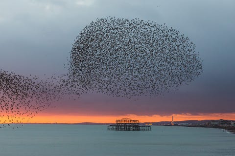 Tussen oktober en begin maart maken duizenden spreeuwen hun huis in Brighton en de omliggende gebieden Zegt Your Shotfotograaf Kevin Meredith Vlak voor zonsondergang vormen ze enorme vogelzwermen boven de Brighton Pier waarna ze zich onder de pier nestelen