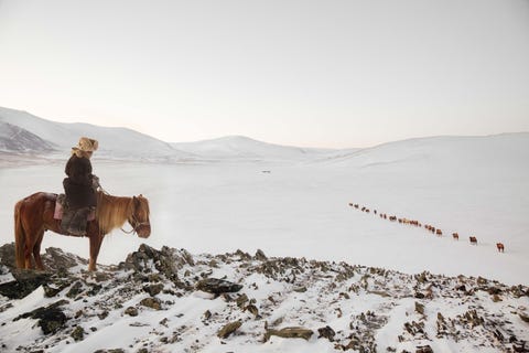 Een kudde kamelen maakt zijn jaarlijkse wintermigratie door het wesen van Mongoli De trek duurt ongeveer 160 kilometer en Your Shotfotograaf Alessandra Manzotti zegt Ze kennen de route en lopen vaak een uur of twee voorop