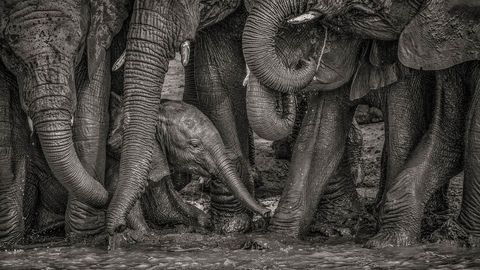 Een babyolifant geniet van een modderbad in het gezelschap van de kudde Olifanten gebruiken modder als zonnebrandcrme om hun huid te beschermen tegen de hete zon en tegelijkertijd verkoeling te ervaren wanneer het water verdampt
