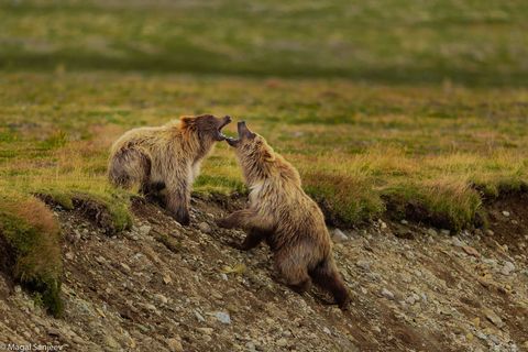 Op een regenachtige morgen in Alaska zijn twee jonge beren in gevecht Een van de beren probeerde stevig te blijven staan Ook al glipte hij soms weg hij gaf nooit op Hij gaf nooit op Zegt Your Shotfotograaf Magal Sanjeev