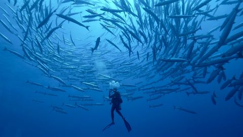 Een school barracudas cirkelt rond een duiker in de wateren van FransPolynesi Waarschijnlijk bestaat de school uit jonge vissen aangezien barracudas wat meer op zichzelf zijn naarmate ze ouder worden