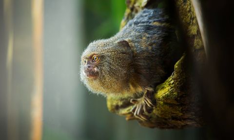 De dwergzijdeaap is s werelds kleinste apensoort en weegt zon 100 gram wanneer volledig volgroeid De kleine primaat leeft voornamelijk van boomhars soms aangevuld met wat fruit