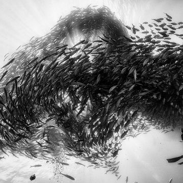 In Cabo Pulmo National Park Mexico zwermen duizenden grootoogmakrelen vlakbij een duiker De vissen zwemmen overdag in scholen en splitsen s nachts op om individueel op hun prooien te jagen