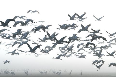 Tienduizenden kraanvogels migreren naar de Hula Vallei in Isral waar ze de winter zullen doorbrengen Om te voorkomen dat de vogels de gewassen van lokale boeren verwoesten voert de Isralische regering ze iedere dag tot wel 8 ton aan mais
