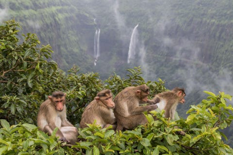 Een groep Indische Kroonapen geniet van het schitterende uitzicht terwijl ze elkaar vlooien De kroonapen die ook wel zati worden genoemd komen oorspronkelijk uit ZuidIndia