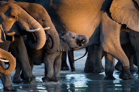 Een babyolifantje geniet van een drinkplaats in Botswana Laat je niet voor de gek houden door het perspectief  een babyolifant kan bij de geboorte wel 90 kilo wegen