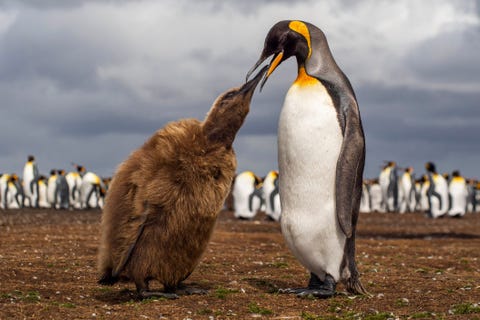 Een koningspingun komt net terug van zee om te worden begroet door een hongerig jong dat zeurt om wat voorgekauwd en uitgebraakt voedsel zegt Your Shotfotograaf Rosie Leaney die dit moment op de Falklandeilanden heeft vastgelegd Koningspinguns zijn zo deftig dat ze zelfs dit er sierlijk uit laten zien