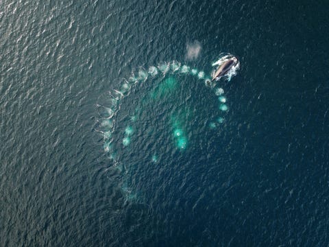 Bultrugwalvissen gebruiken een unieke techniek om vissen te verzamelen Een groep walvissen zwemt in een steeds kleiner wordende cirkel en blaast bellen onder een school vissen zegt Your Shotfotograaf Vadim Balakin die deze luchtfoto maakte langs de kust van Antarctica Deze krimpende bellenkolom omringt de school vissen en dwingt ze om omhoog te zwemmen