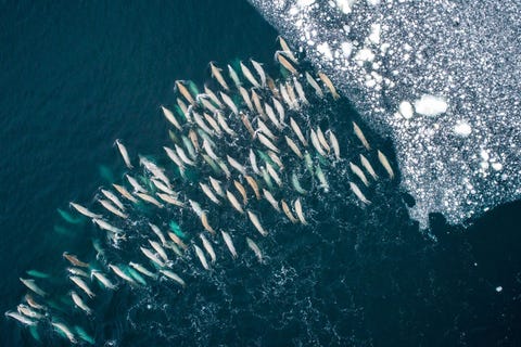 Een groep krabbeneters smult van krill in het water aan de kust van Antarctica Laat je niet voor de gek houden door de naam deze zeehonden leven van krill niet van krabben