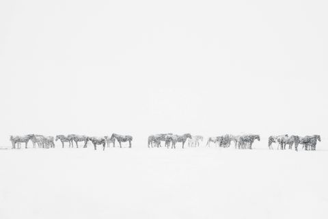 Een groep paarden staat in de sneeuw in Star Valley mijn thuis in Wyoming zegt Your Shotfotograaf Tammy Neufeld Ik houd ervan om in de koude winter te rijden door de Salt River vallei waar mist en wolken stoom van nabijgelegen warmwaterbronnen en de sneeuw van het bekende een surrealistisch landschap maken