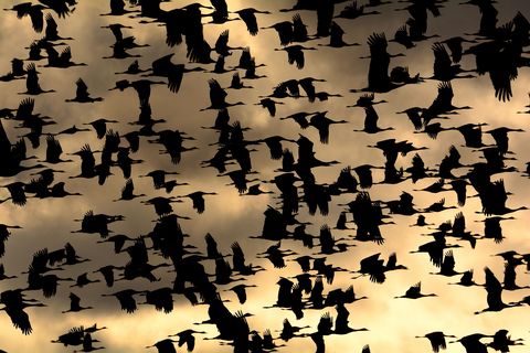 Tientallen dan niet honderden Canadese kraanvogels vertrekken tegelijkertijd vanuit Willcox Arizona Tienduizenden kraanvogels migreren iedere winter naar het zuidoosten van Arizona