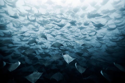 Een enorme school duivelsroggen verzamelt zich bij de kust van Magdalena Bay in California Sur Mexico We troffen ze eerst aan aan het oppervlak maar ze doken al snel ongeveer 20 meter diep onder water vertelt Your Shotfotograaf Eduardo Lopez Negrete Het was al lastig om ze bij te houden aan het oppervlak laat staan om naar beneden te duiken met slechts een kleine hap lucht om een glimp van dit mooie tafereel op te vangen