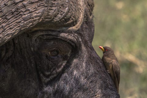Toen we op onze laatste ochtend een game drive maakten in de Ngorongorokrater in Tanzania kwamen we langs enkele tientallen kafferbuffels die stonden te grazen en te genieten van de modderbaden vlakbij de rivier de Munge zegt Your Shotfotograaf Rick Carlson Het vroege ochtendlicht was redelijk goed toen we enkele ossenpikkers zagen smullen van parasieten die de buffel aanvielen Een van de geelsnavelossenpikkers klom op de neus van een buffel en bleef enkele seconden stilzitten