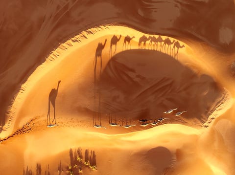 Een konvooi van kamelen trekt door de woestijn net buiten Riyadh SaudiArabi De lage winterzon zorgt ervoor dat de dieren en duinen een bijna abstract kunstwerk vormen op het zand
