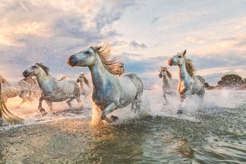 De witte Camargue paarden uit Frankrijk zijn de belichaming van schoonheid en sierlijkheid Het was zowel angstaanjagend als opwindend om zo dichtbij ze te zijn op deze dag zegt Your Shotfotograaf Scott Stulberg Je verstand zegt je uit de weg te gaan maar je adrenaline zegt je te blijven Ik bleef staan waar ik stond en dat loonde met een moment om nooit te vergeten