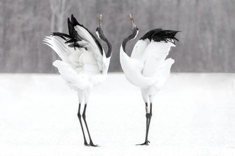 In Hokkaido verleidt een paar Japanse kraanvogels elkaar in een paringsritueel Gezegd wordt dat ze paren voor het leven waardoor de vogels in de Japanse cultuur symbool staan voor geluk en een lang leven