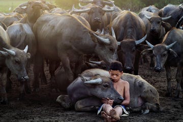 Een 14jarig jongetje zorgt voor de waterbuffels van zijn vader in Terengganu Maleisi Het was een geweldige jongen die voor wel honderd buffels tegelijk kon zorgen zegt Your Shotfotograaf Mohd Nazri Sulaiman Hij was heel close met de dieren Een geweldig moment