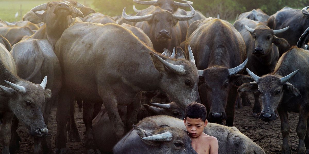 Een 14jarig jongetje zorgt voor de waterbuffels van zijn vader in Terengganu Maleisi Het was een geweldige jongen die voor wel honderd buffels tegelijk kon zorgen zegt Your Shotfotograaf Mohd Nazri Sulaiman Hij was heel close met de dieren Een geweldig moment