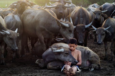 Een 14jarig jongetje zorgt voor de waterbuffels van zijn vader in Terengganu Maleisi Het was een geweldige jongen die voor wel honderd buffels tegelijk kon zorgen zegt Your Shotfotograaf Mohd Nazri Sulaiman Hij was heel close met de dieren Een geweldig moment
