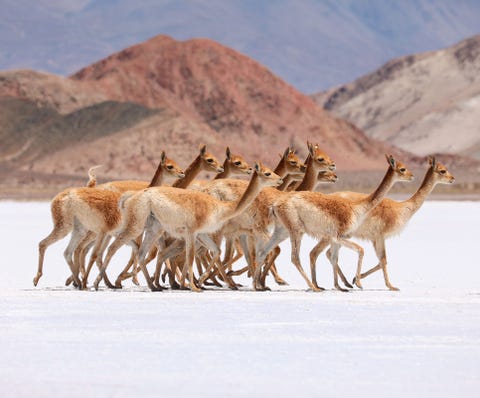 Een kudde vicuas steekt de weg over in Catamarca Argentini De vicua is verwant aan de alpaca en zijn warme wol is erg kostbaar en strikt beschermd