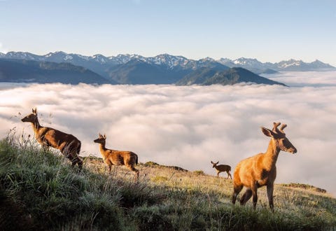 Een roedel herten zoekt in de vroege ochtend naar ontbijt in Olympic National Park De bok aan de rechterkant heeft nog fluweel op zijn gewei een stof die zorgt voor een goede doorbloeding en aanvoer van voedingsstoffen richting het gewei terwijl het groeit in de zomer