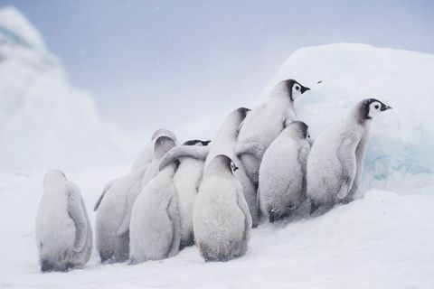 Keizerspingunkuikens in Antarctica kruipen samen terwijl ze wachten tot hun ouders terugkomen met eten Ze gebruiken een ijsblok om zich te beschermen tegen de wind